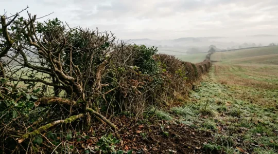 Traditional hedge laying technique contrasted with mechanical management for carbon sequestration