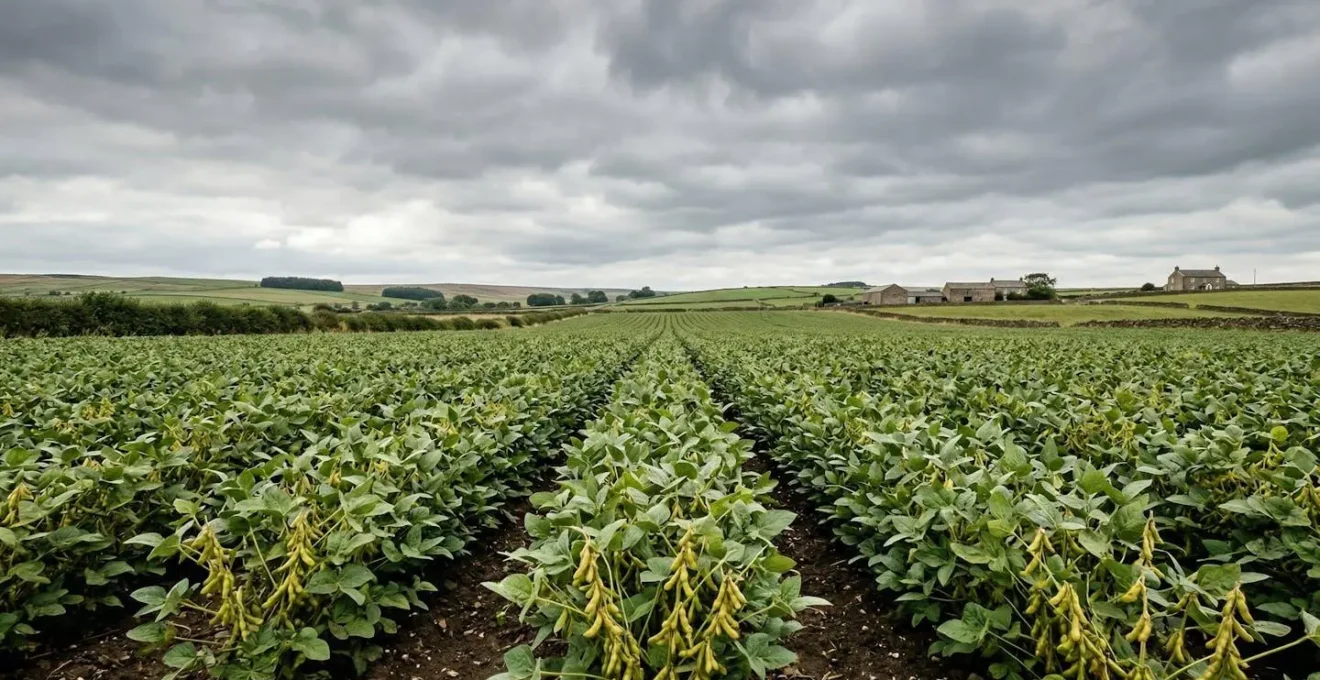 Soya crop field in northern UK agricultural landscape under changing climate conditions