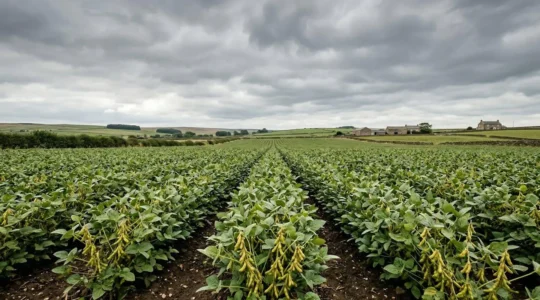 Soya crop field in northern UK agricultural landscape under changing climate conditions