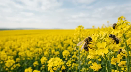 Wild solitary bees foraging on bright yellow oilseed rape flowers in agricultural field