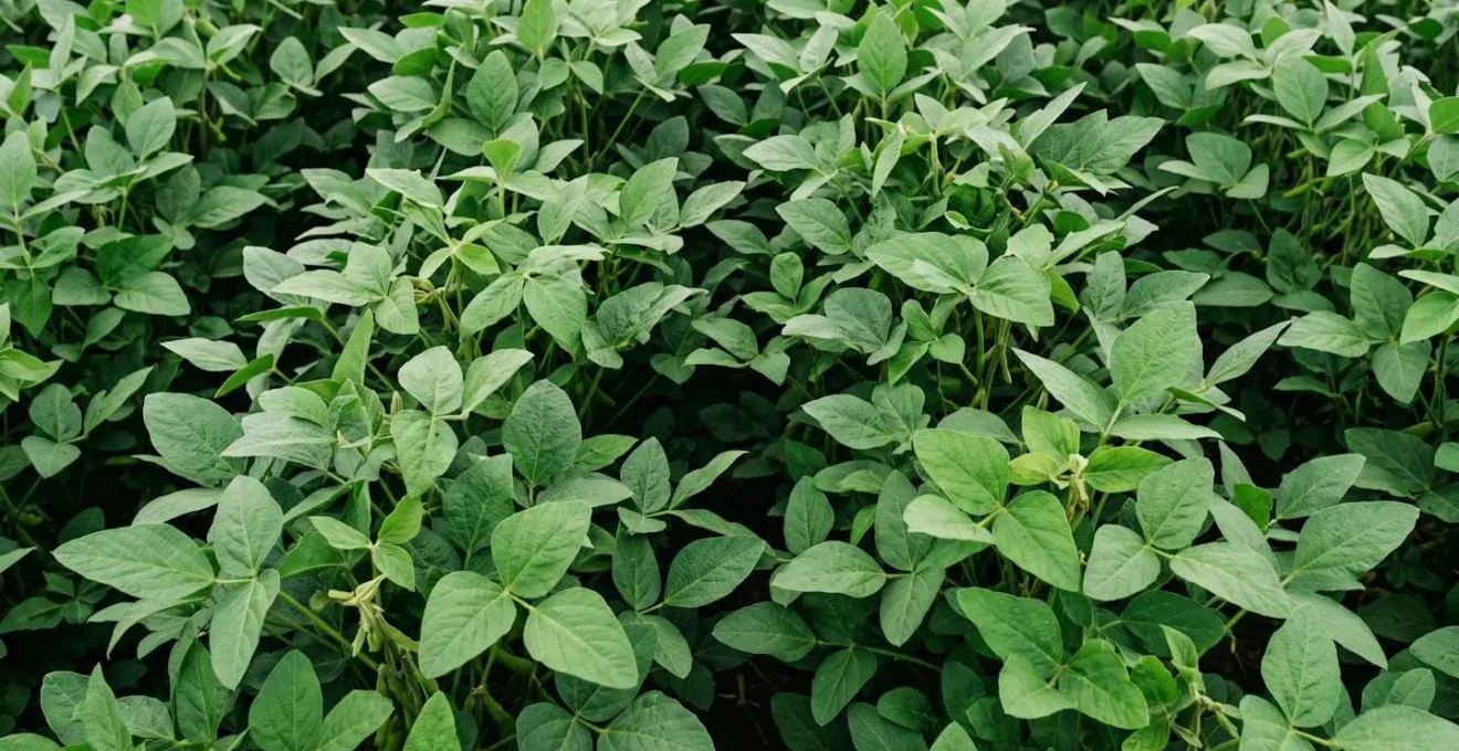 Dense soya canopy demonstrating natural weed suppression through light competition