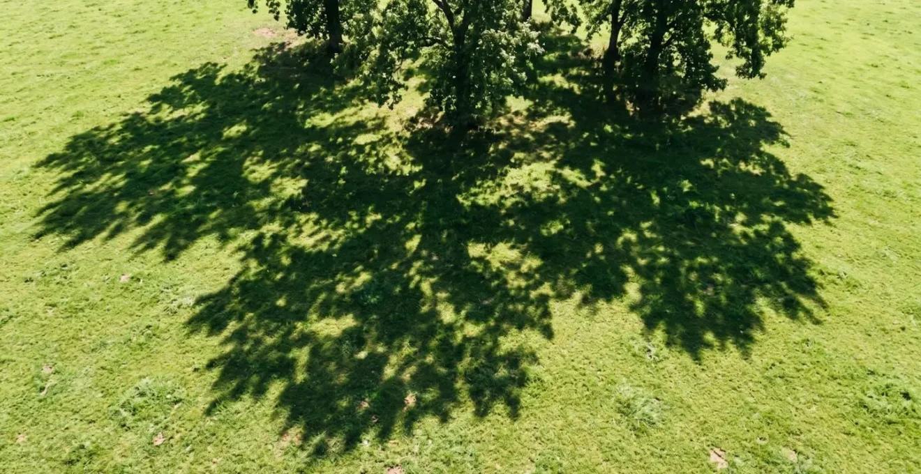 Shadow patterns moving across pasture throughout the day demonstrating strategic tree cluster placement