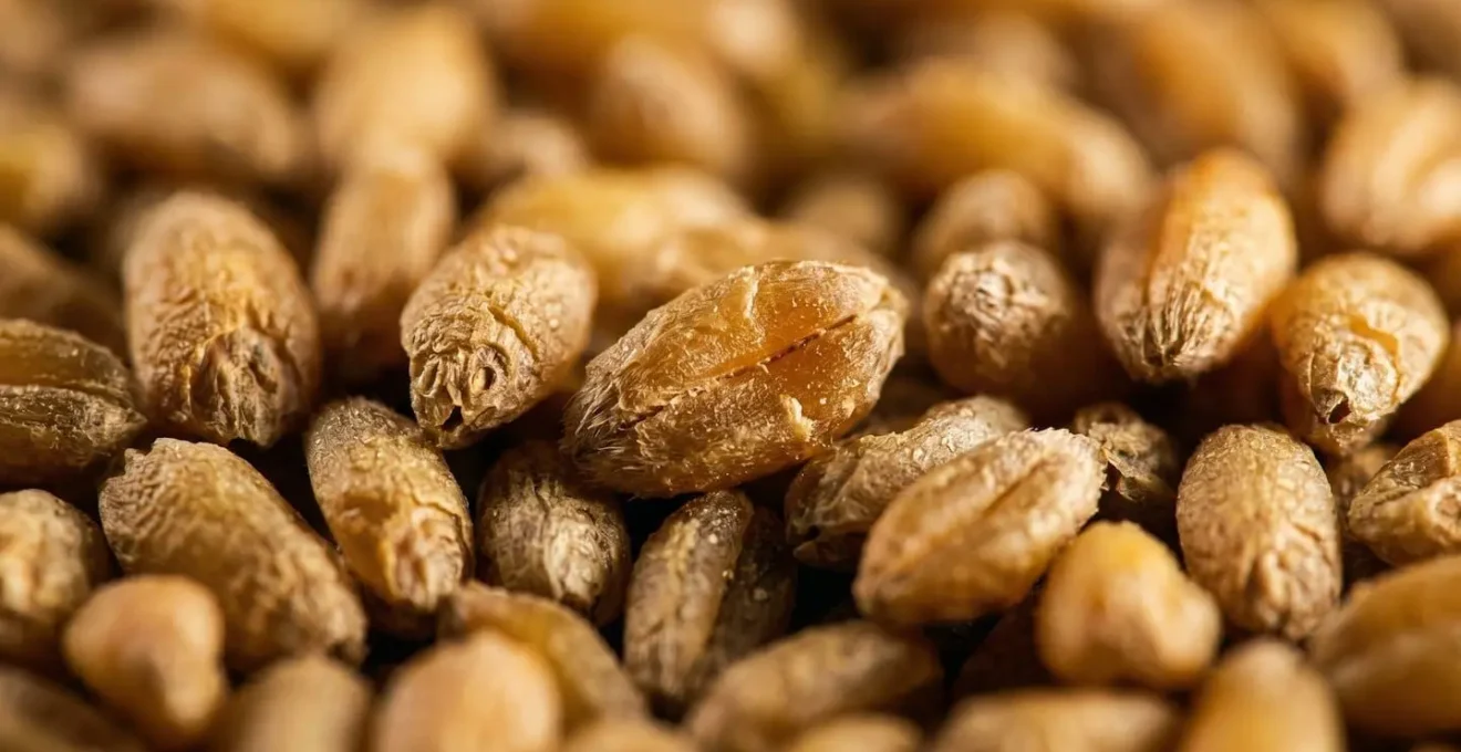 Extreme close-up of grain kernels showing temperature-induced moisture condensation process