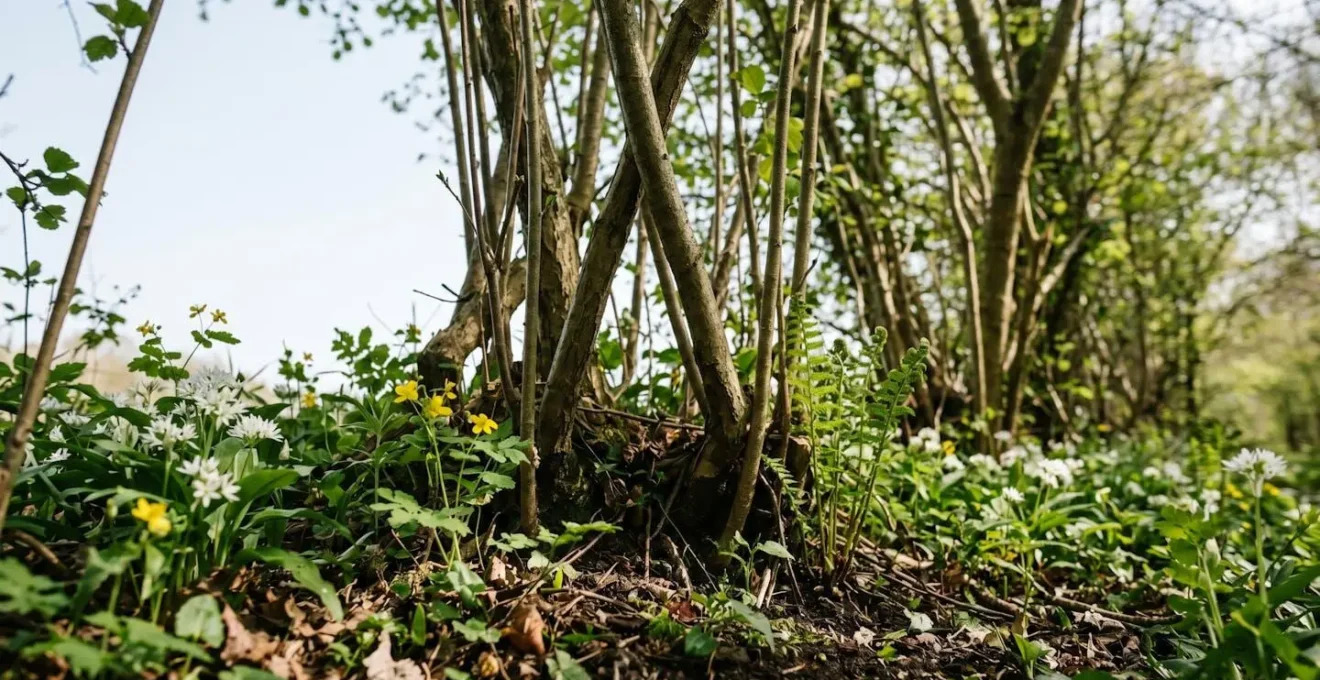 Low-angle view of healthy hedge base showing dense woody structure and herbaceous undergrowth