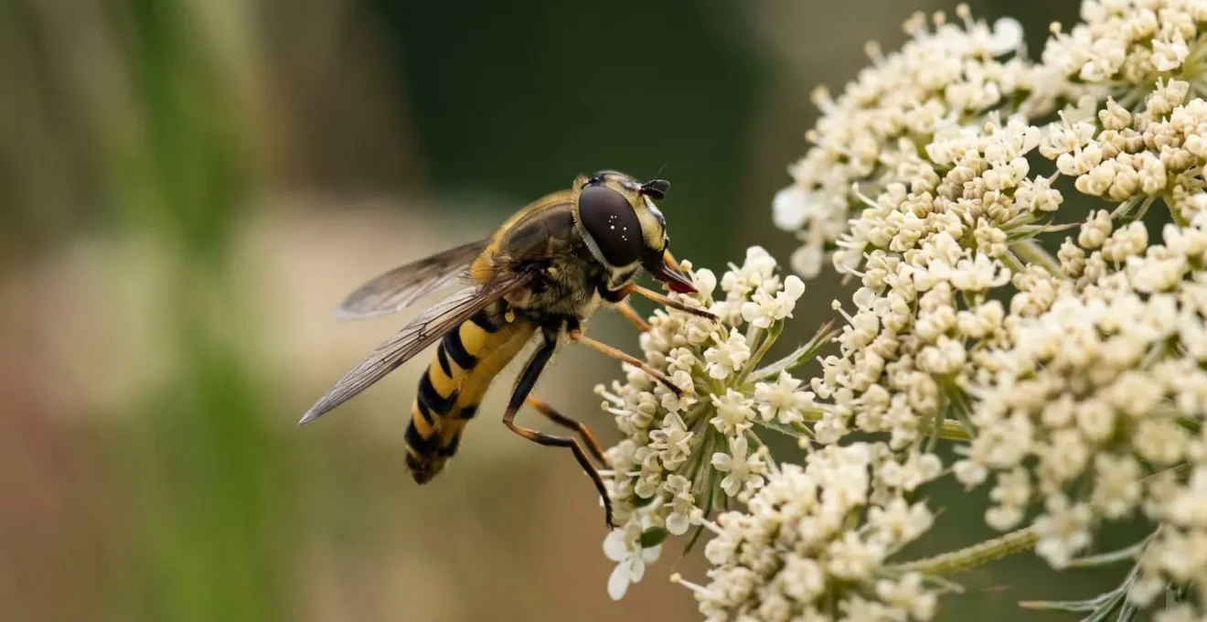 Hoverfly adult feeding on umbellifer flower demonstrating natural biological pest control in agricultural margin