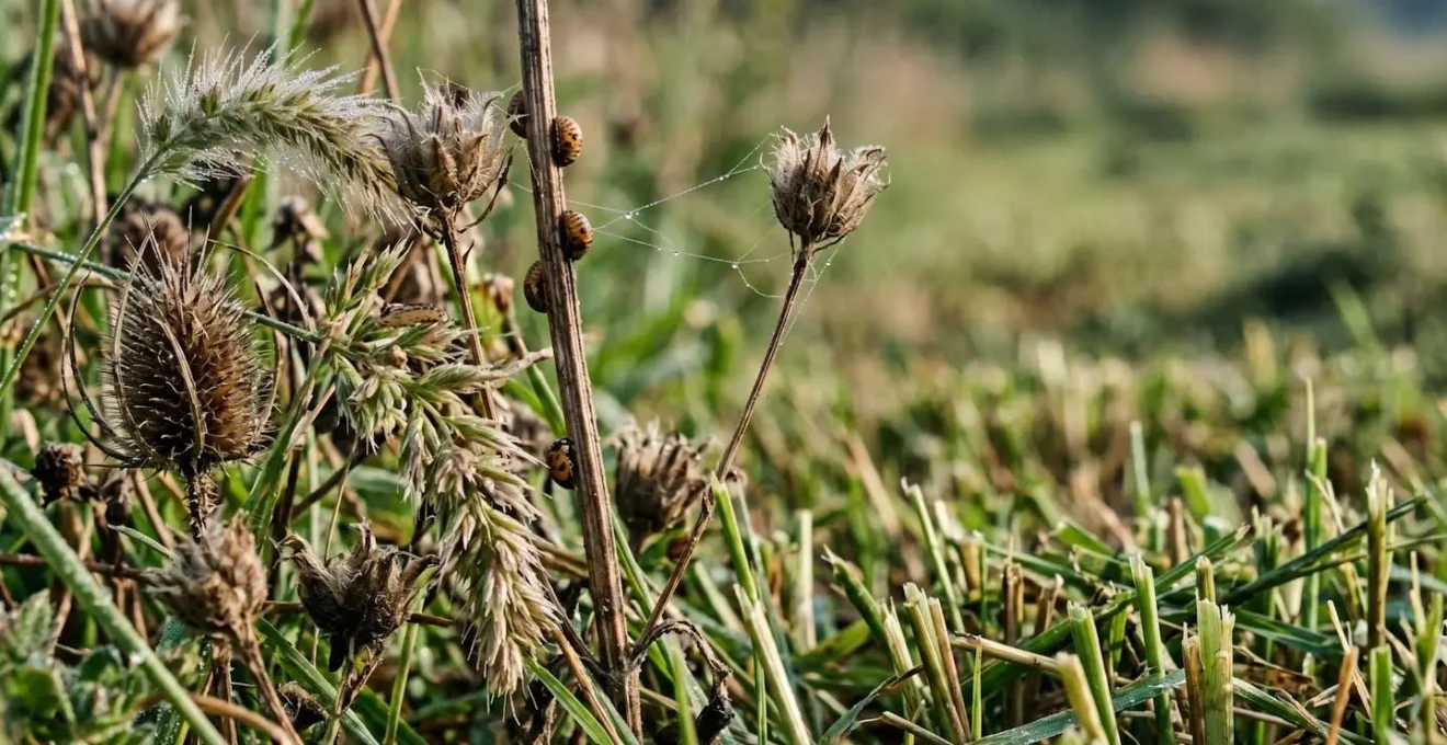 Close-up view of wildflower margin showing unmowed refuge section alongside mowed section demonstrating rotational management strategy