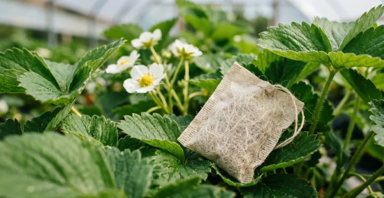 Close-up view of predatory mite sachet strategically positioned in strawberry plant canopy microclimate