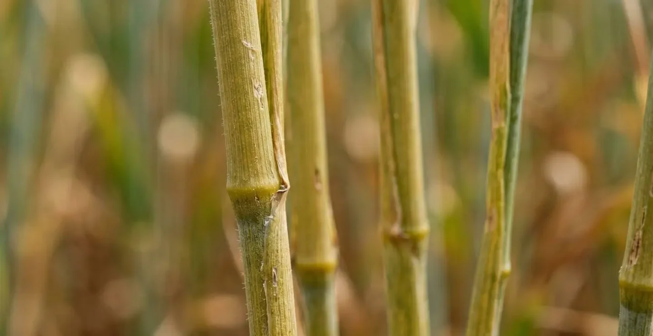 Close-up of tall heritage wheat stems showing structural strength detail with precision agriculture equipment in soft focus background