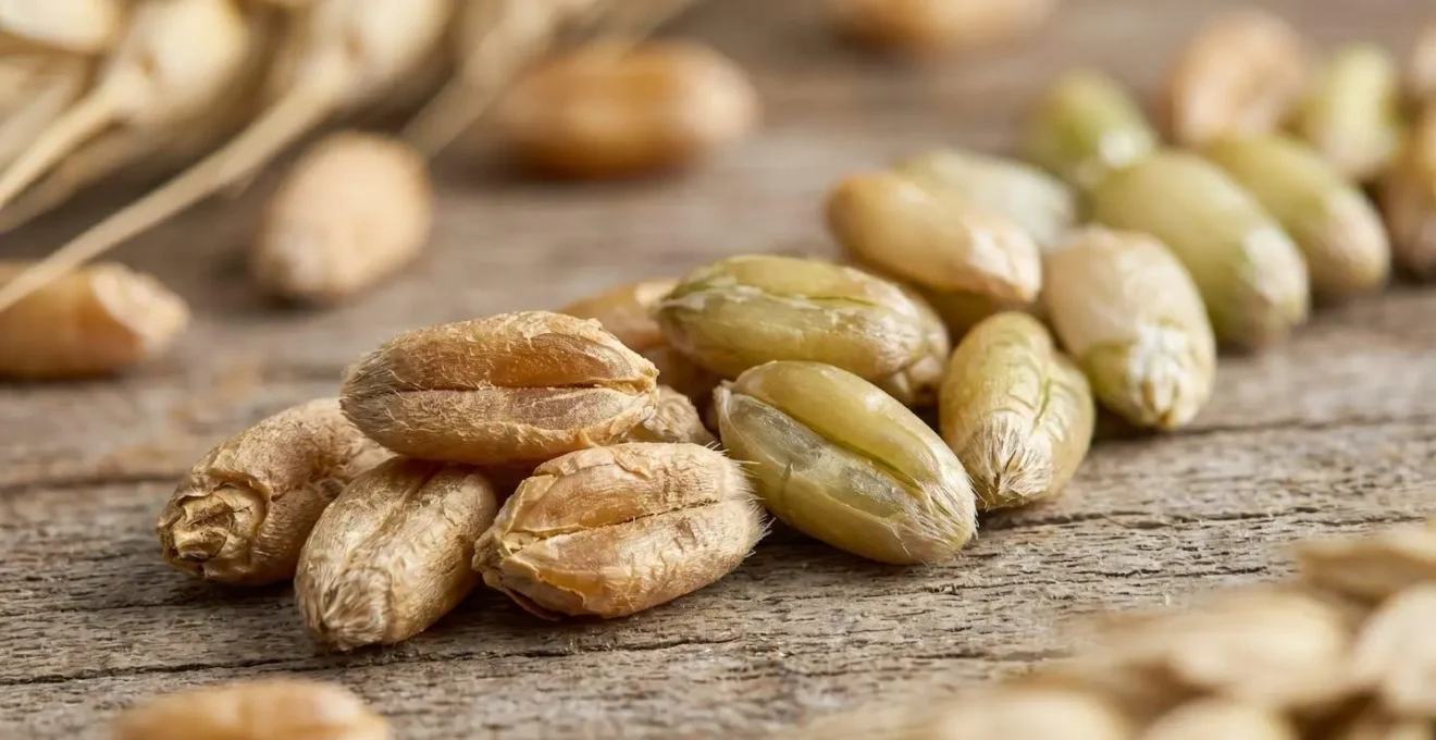 Close-up comparison of wheat kernel development stages showing textural differences